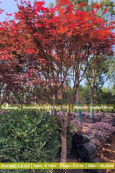 Hình ảnh cây Phong Lá Đỏ trưởng thành cao hơn 3m đường kính gốc 8 - 10cm
