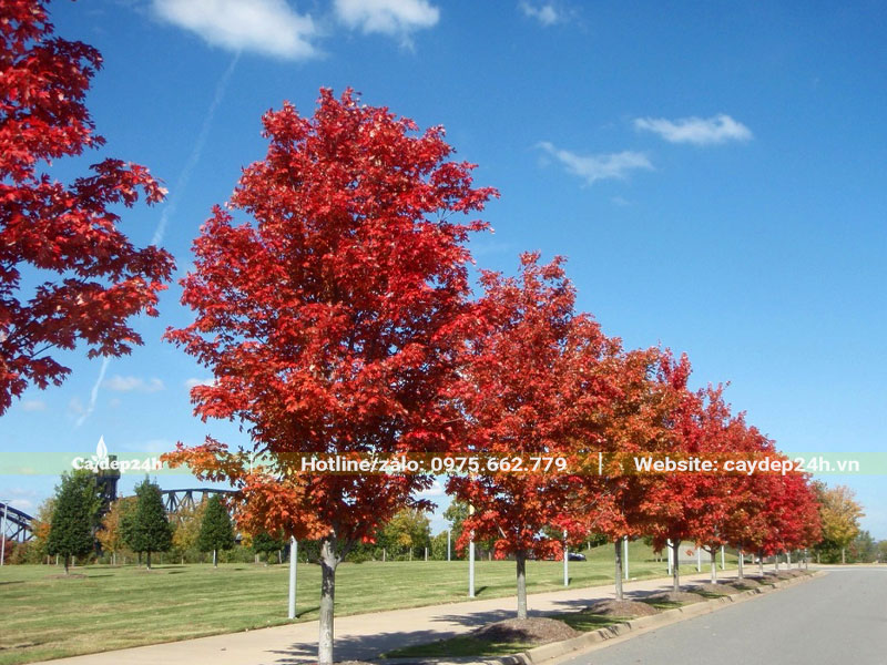 Hàng cây lá Phong Đỏ trồng vỉa hè đường phố cao hơn 3m