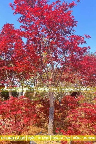 Đường kính gốc của cây Phong Lá Đỏ lâu năm đạt 10 - 12cm