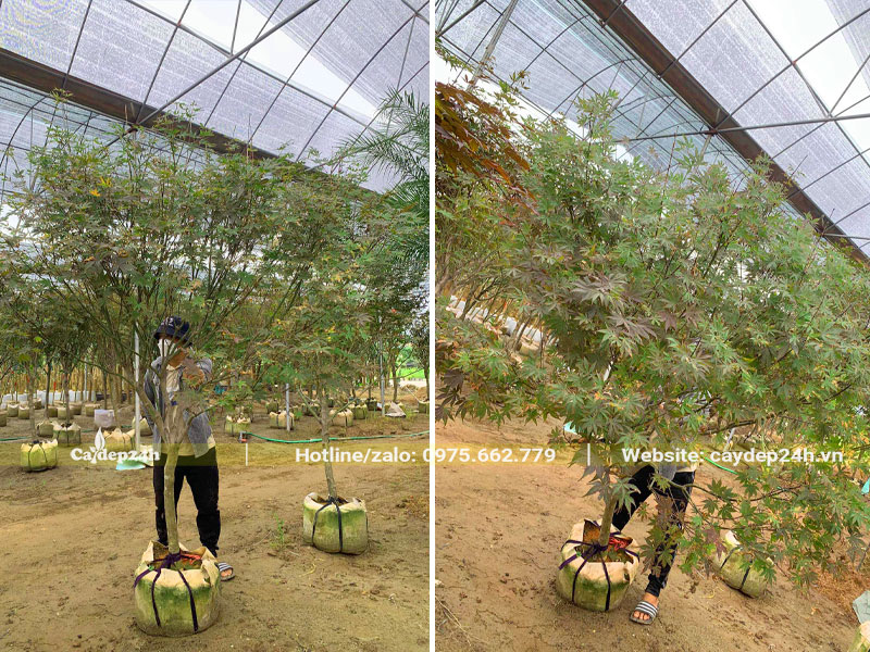 Cây Phong lá xanh đang bắt đầu chuyển sang màu đỏ