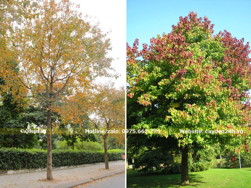 Những cây Sau Sau cao 5 - 6m trồng ở khu đô thị