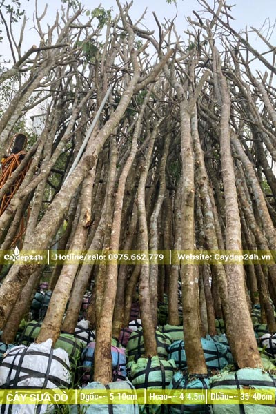 Khu dâm ủ cây Sưa Đỏ công trình vanh từ 15 - 30