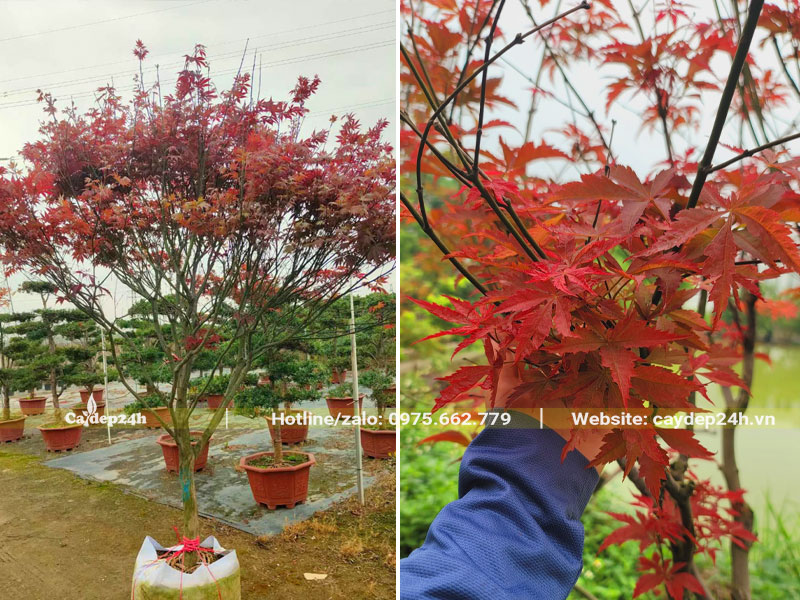 Những cây Phong Lá Đỏ trưởng thành đã dưỡng ủ lâu năm