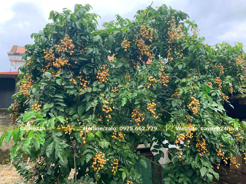 Quả Quất Hồng đã chín vàng