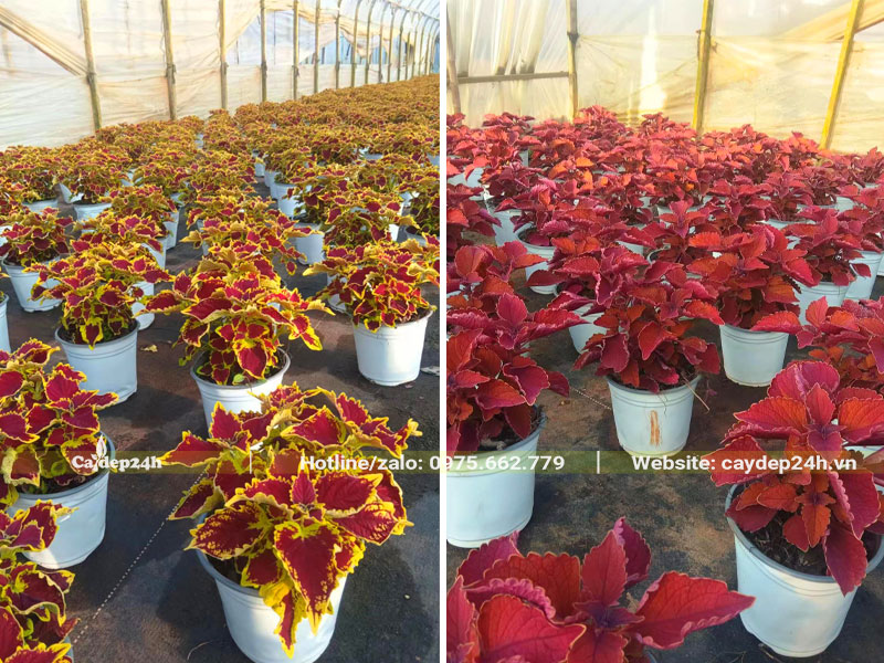 Hàng chăm chậu cây Lá Đám trưởng thành cao 40cm