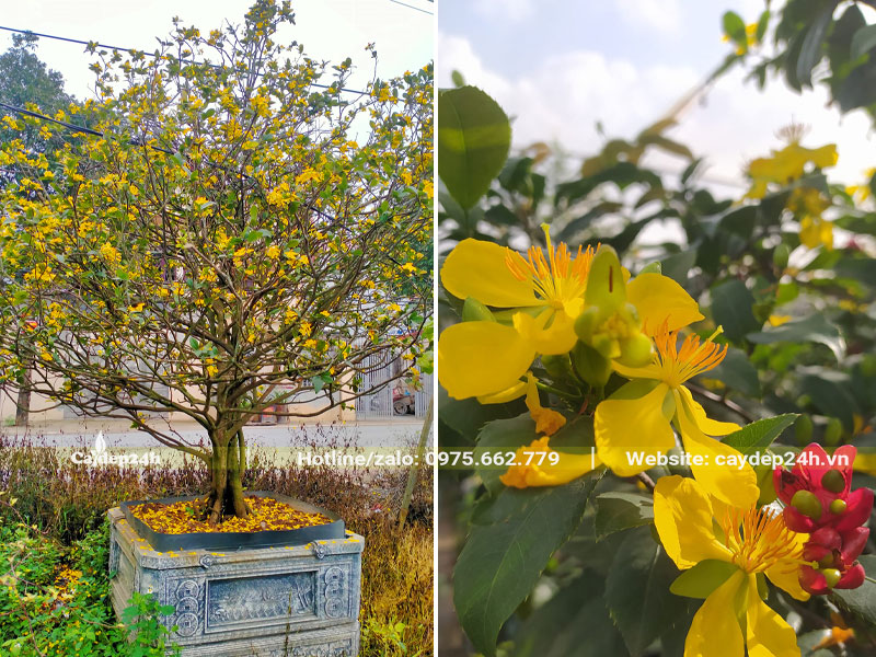 Chậu cây Mai Tứ Quý lâu năm hoa nở vàng rực cả cây