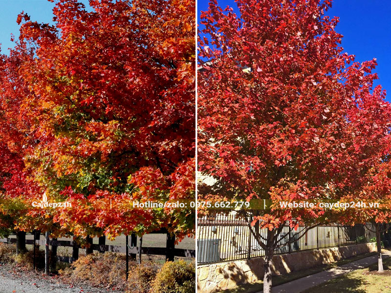 Trồng cây Phong Lá Đỏ trên vỉa hè và dải phân cách đường phố