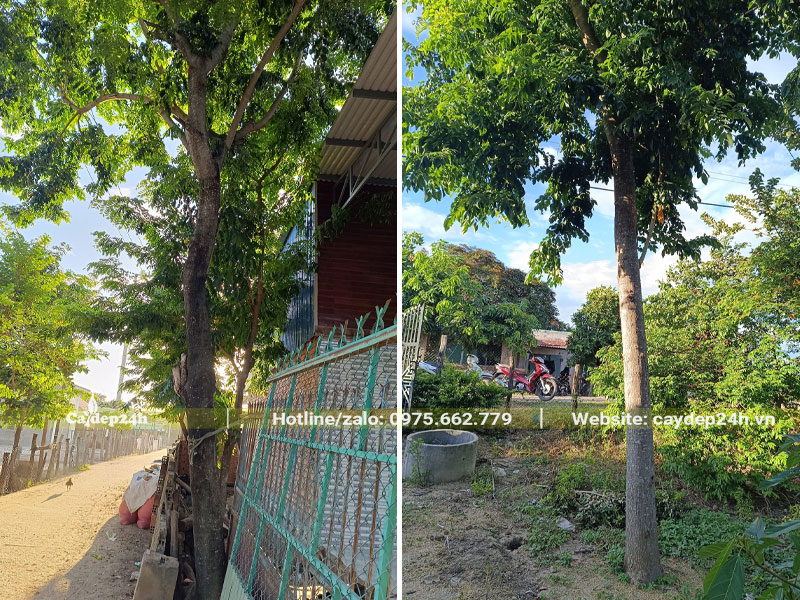 Nhưng cây Sưa Đỏ cổ thụ tán lá xanh tươi