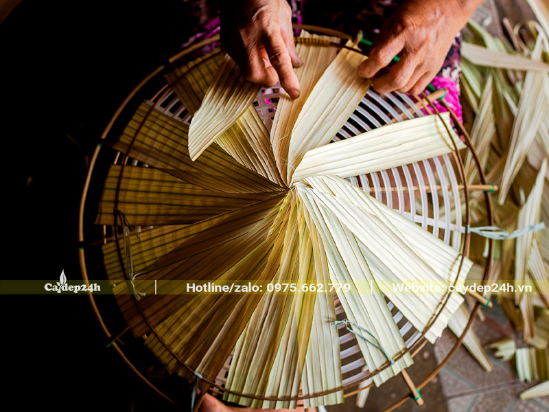 Các nghệ nhân đang khâu nón lá từ lá của cây Cọ Ta