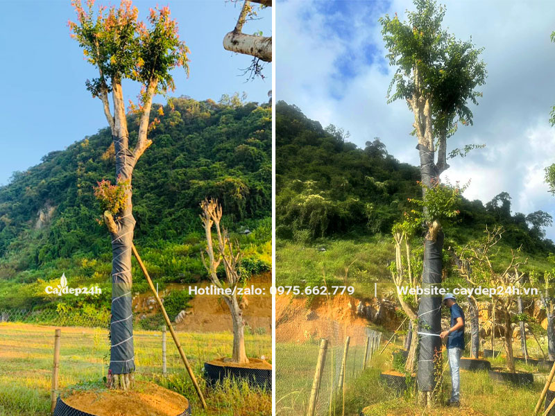 Dâm ủ những cây Bồ Quân cao 4 - 5m trong bầu nổi