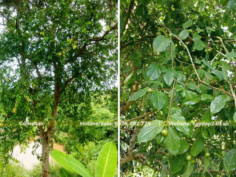 Cây gỗ cao tới 5 - 7m, lá xanh mướt