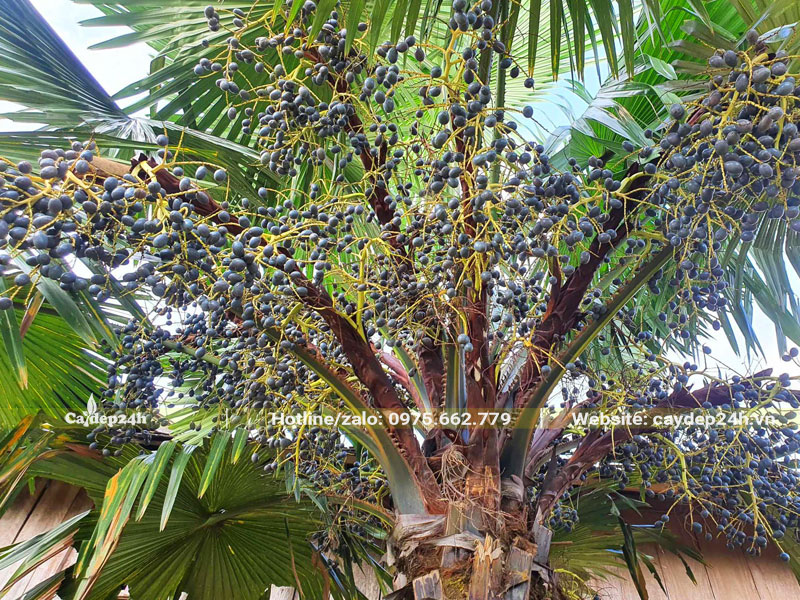 Hình ảnh tán lá và buồng quả của cây Cọ Ta