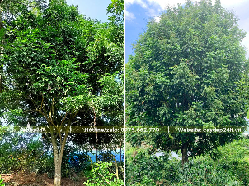 Những cây Quất Hồng Bì lâu năm kích thước lớn nhỏ khác nhau