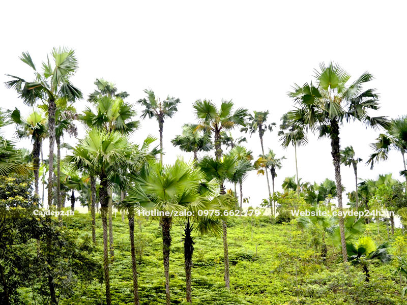 Đồi cọ lâu năm ở Phú Thọ