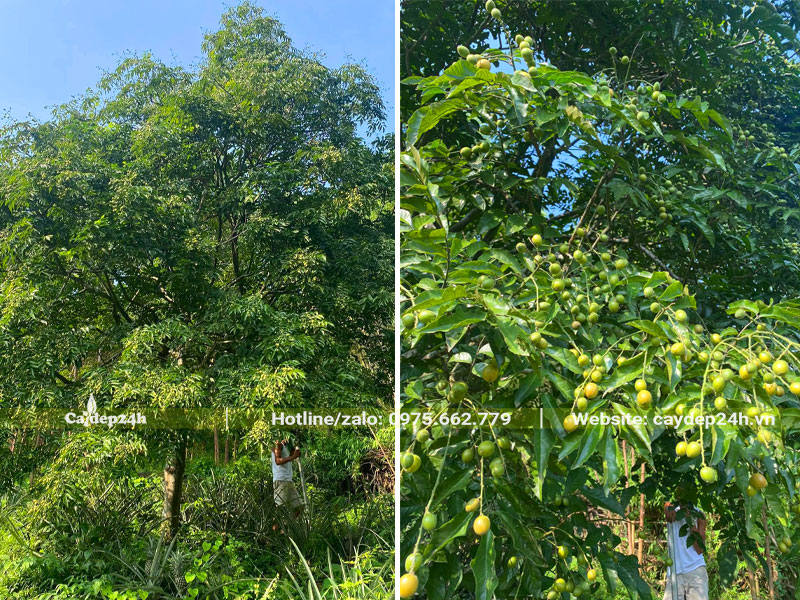Cây ăn trái Quất Hồng Bì lâu năm đang ra quả