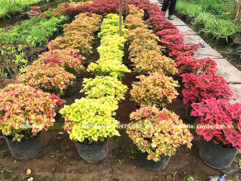 Vườn dưỡng số lượng lớn cây Lá Gấm nhiều màu