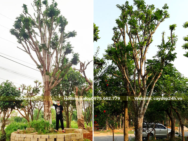 Dưỡng ủ cây Quất Hồng Bì cổ thụ trong bầu nổi