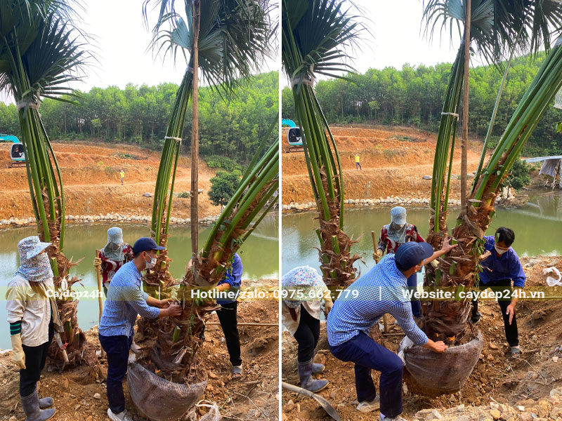 Buộc gọn và cẩu cây Cọ Ta mới bứng, lóng thân cao 1m