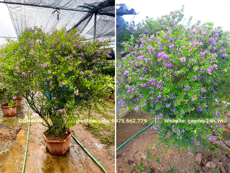 Nhà vườn dưỡng số lượng lớn chậu cây Linh Sam cao gần 2m