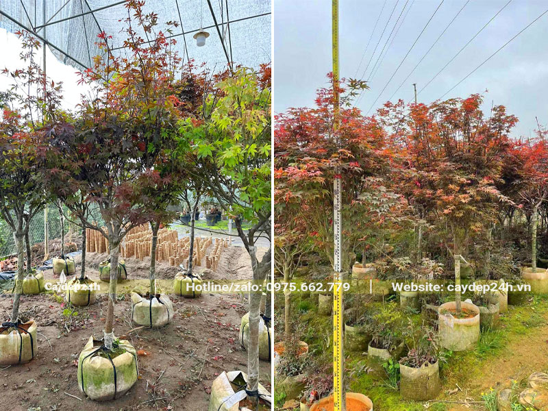 Những cây Phong Lá Đỏ cao hơn 2m, thoát thân cao 1m