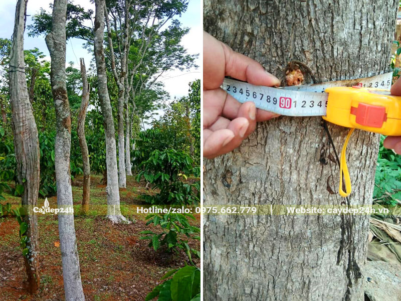 Hàng cây Sưa Đỏ vanh gốc 70 - 90cm