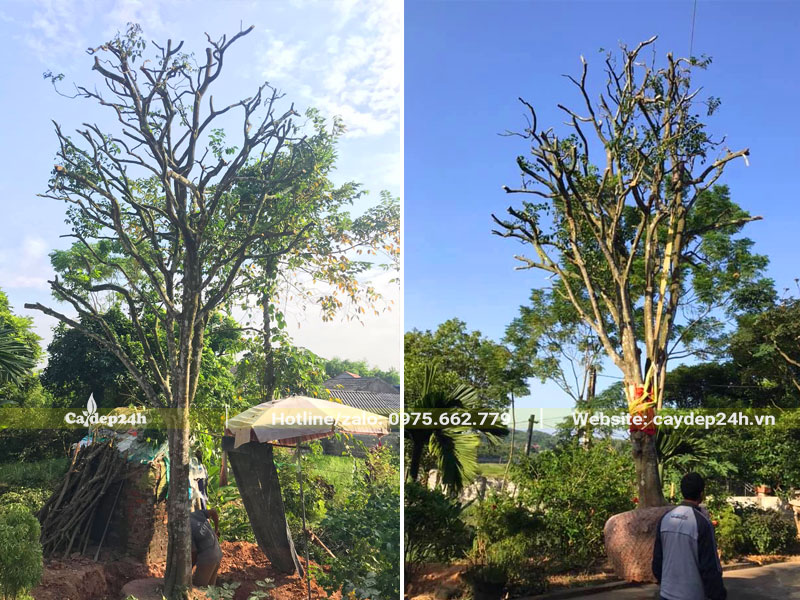 Đào đất, bứng nóng cây Quất Hồng Bì cổ thụ cao 7m