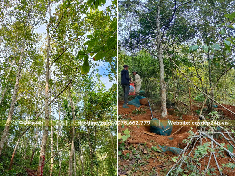Đào đất bứng nóng cây Sau Sau đường kính gốc 15 - 20cm