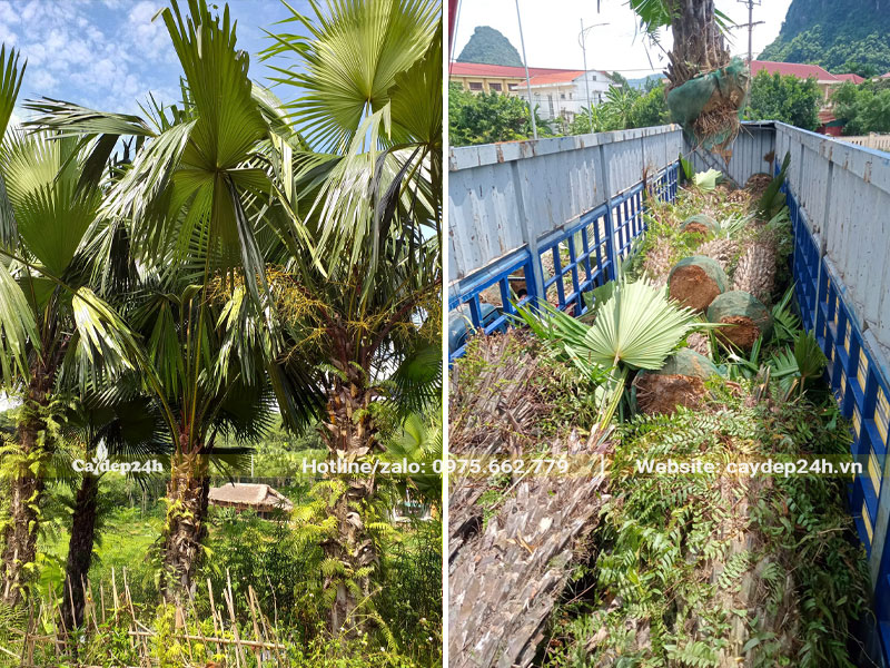 Sắp xếp hàng trăm cây Cọ Ta lên thùng xe