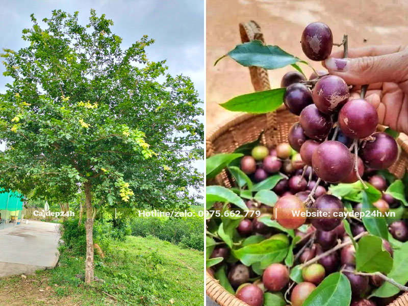 Cây Bồ Quân trưởng thành đường kính gốc 10cm