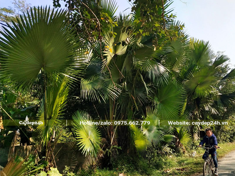 Vườn trồng cây Cọ Ta công trình cao 2 - 3m, lộ thân 30 - 50cm