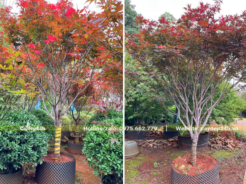 Cây Phong Lá Đỏ trưởng thành dâm ủ trong bầu quây nổi