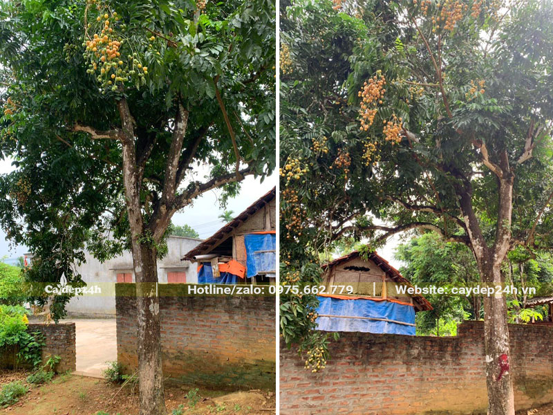 Cây Quất Hồng Bì cổ thụ trồng trước cổng nhà