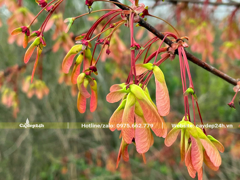 Hoa của cây Phong Lá Đỏ mọc thành chùm lớn