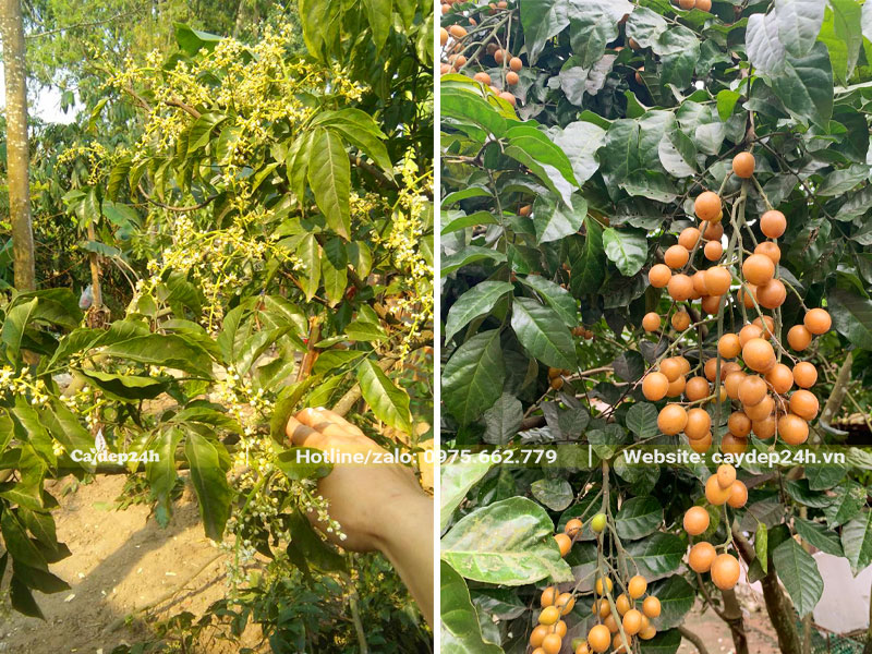 Hoa và quả quất Hoàng Bì