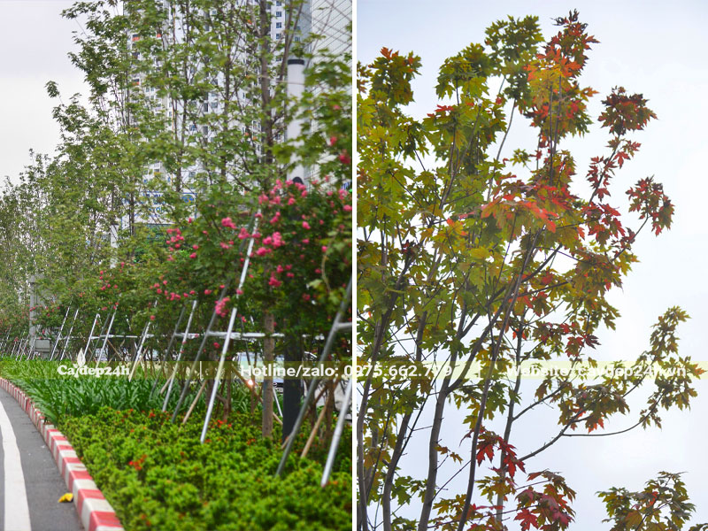 Hàng cây Phong Lá Đỏ lâu năm được trồng và chống cọc sắt cẩn thận