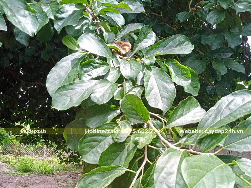 Cành lá của cây Bồ Quân cổ thụ