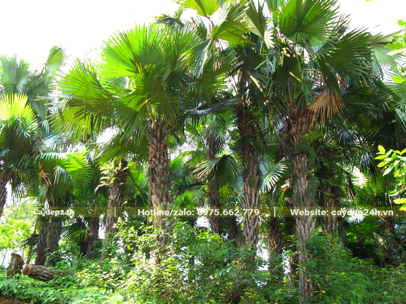 Vườn cây Cọ Ta cao lớn, lóng thân từ 3 - 4m