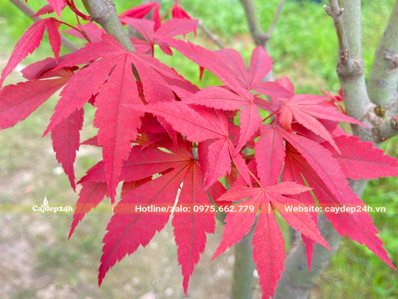 Tán lá màu đỏ tươi của cây Phong
