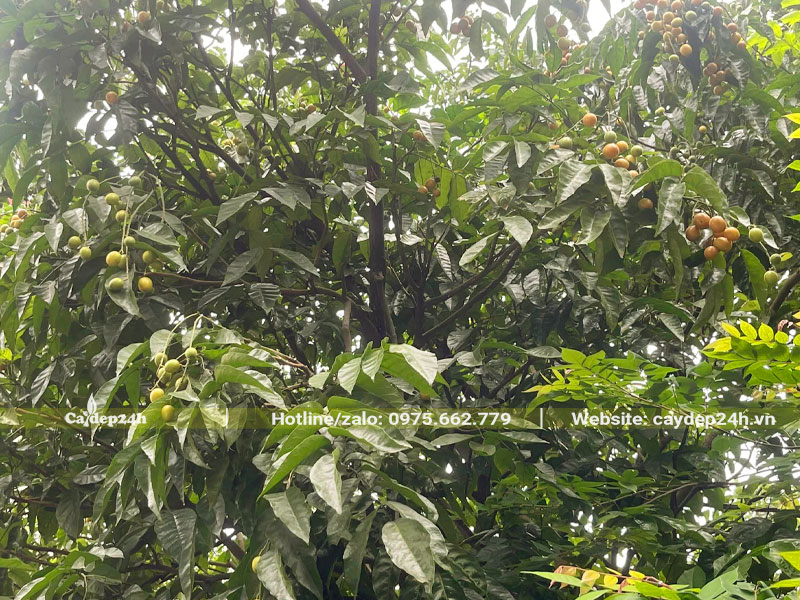 Tán lá của cây Hồng Bì lâu năm