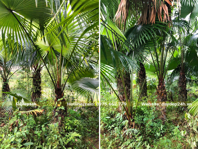 Vườn cọ ta lâu năm, thân cao từ 1 - 2m