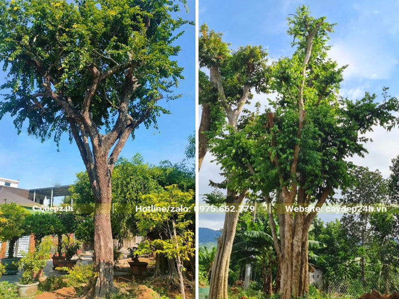 Cây Bồ Quân cổ thụ đã dâm ủ kỹ đường kính gốc 40 - 50cm