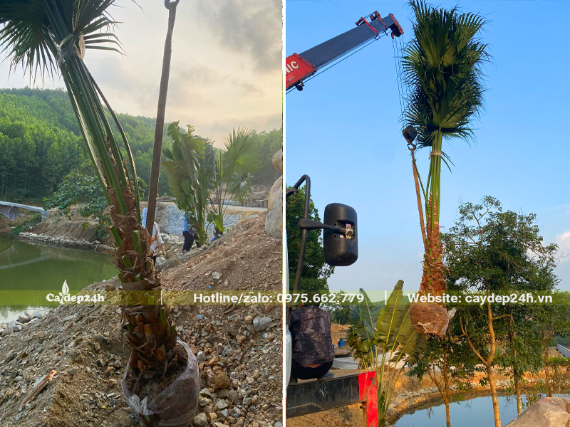 Cần cẩu đang di chuyển những cây Cọ Ta công trình lóng thân cao 50 - 60cm lên xe