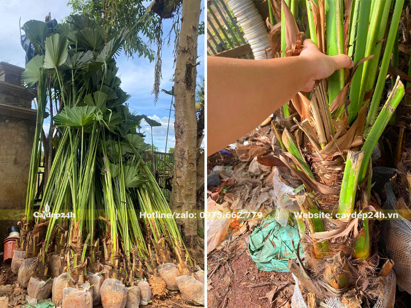 Cây Cọ ăn quả giống mới lộ thân