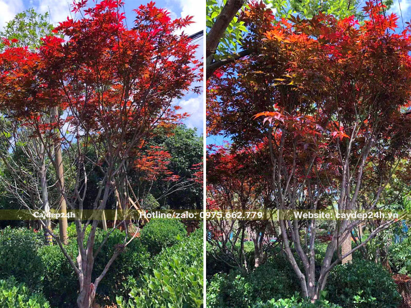 Dưỡng ủ cây Phong Lá Đỏ trong bầu nổi, chiều cao của cây khoảng gần 4m