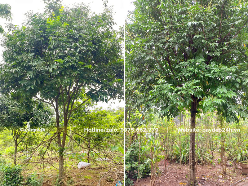 Hình ảnh cây Quất Hồng Bì cao 4m, đường kính gốc 5 - 8cm
