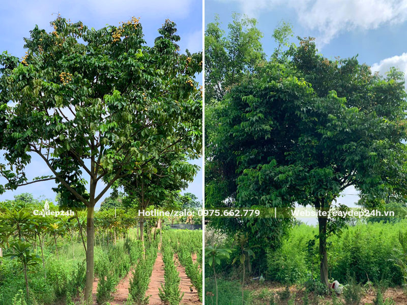 Vườn trồng cây Quất Hồng Bì trưởng thành đường kính gốc 7 - 10cm