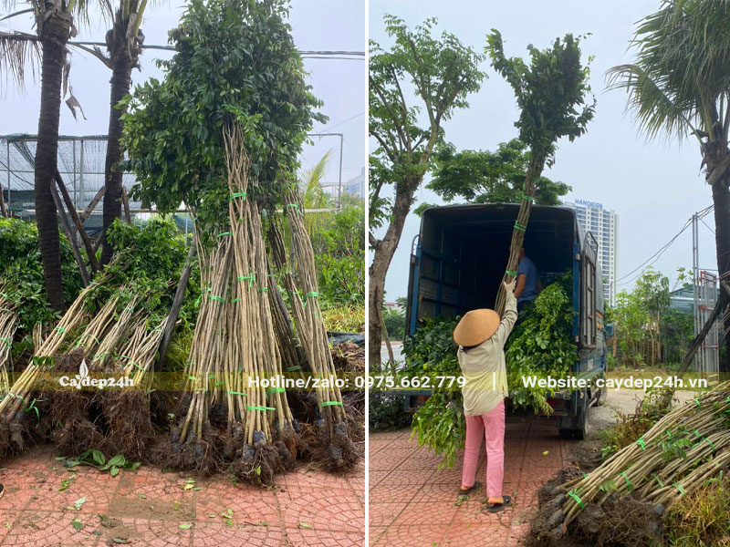 Cây giống Sưa Đỏ cao gần 3m