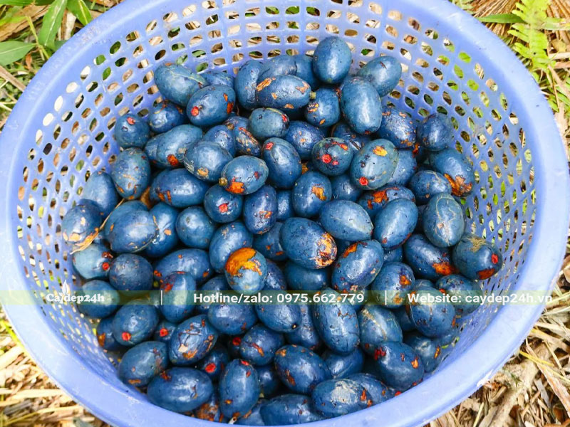 Quả cọ chín vỏ có màu xanh tím