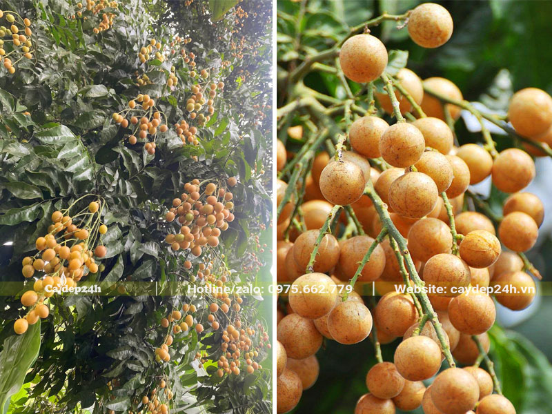 Những chùm quả Quất Hồng Bì sai trĩu, chín vàng