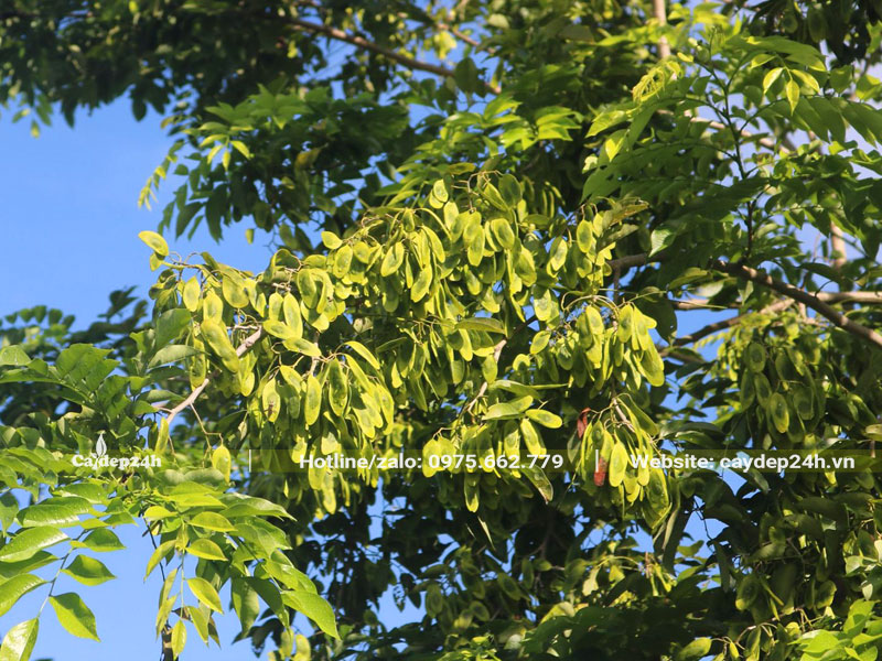 Chùm quả Sưa Đỏ khi còn xanh